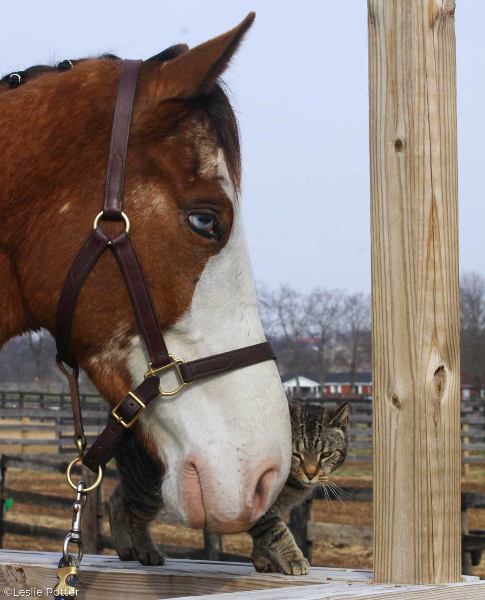 Horse and barn cat