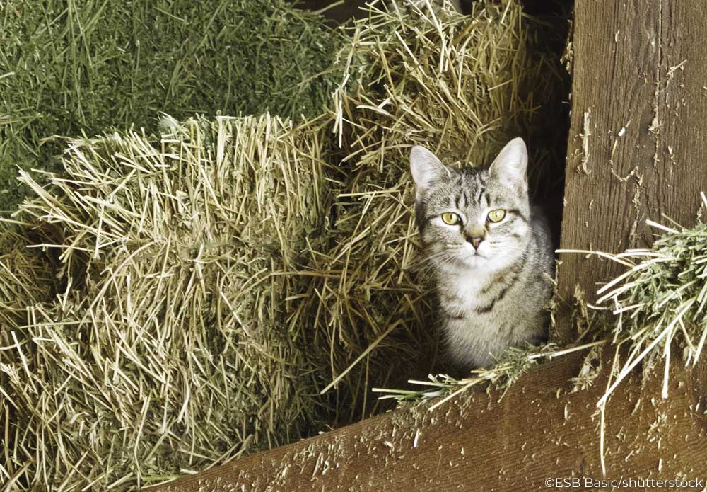 Barn cat in a hay loft