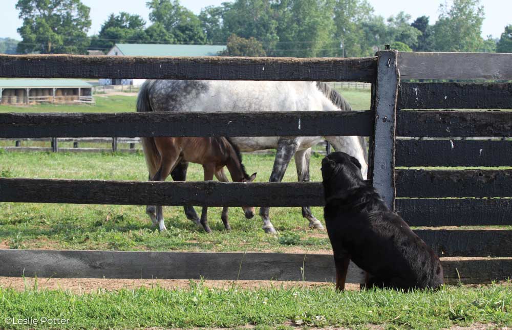 Mare and foal and barn dog
