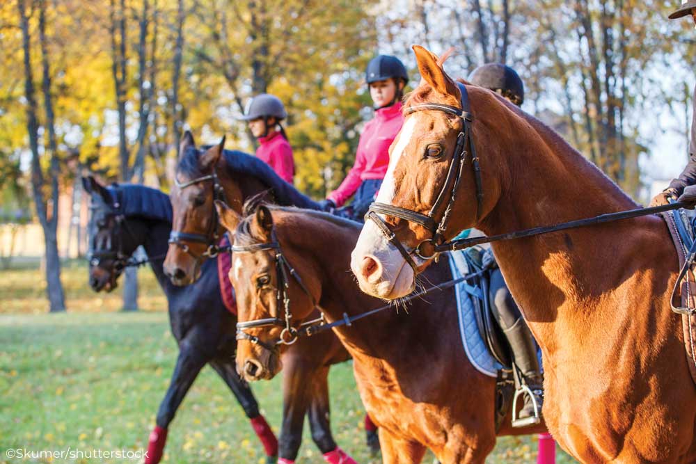 Group of English riders on a trail ride