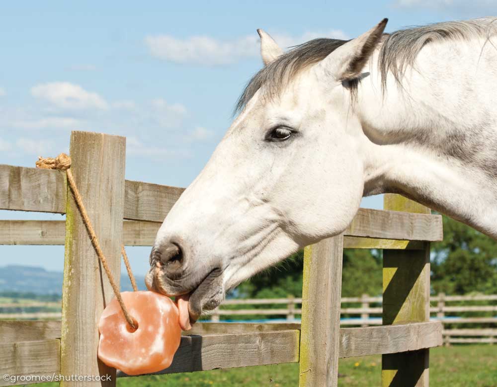 Horse licking a himalayan salt block