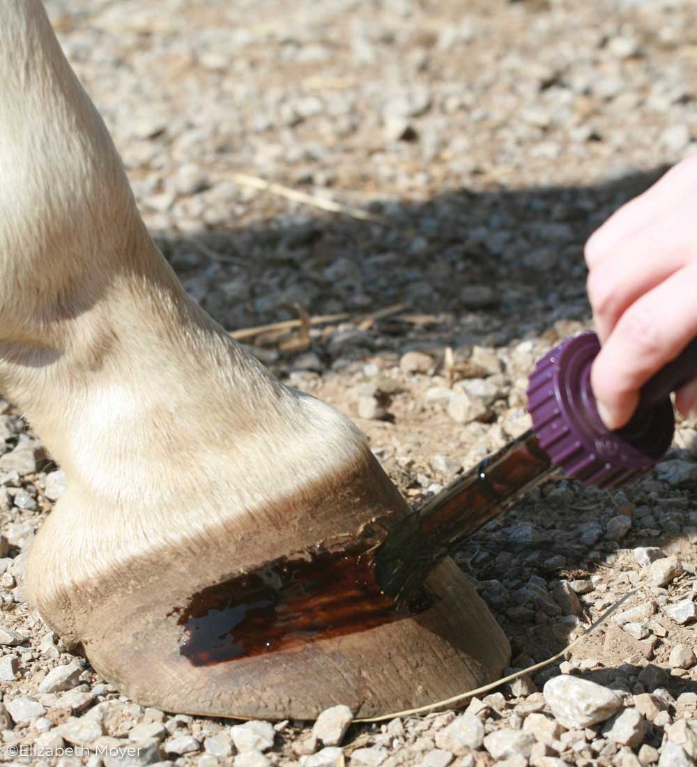 Applying hoof dressing to a horse's hoof