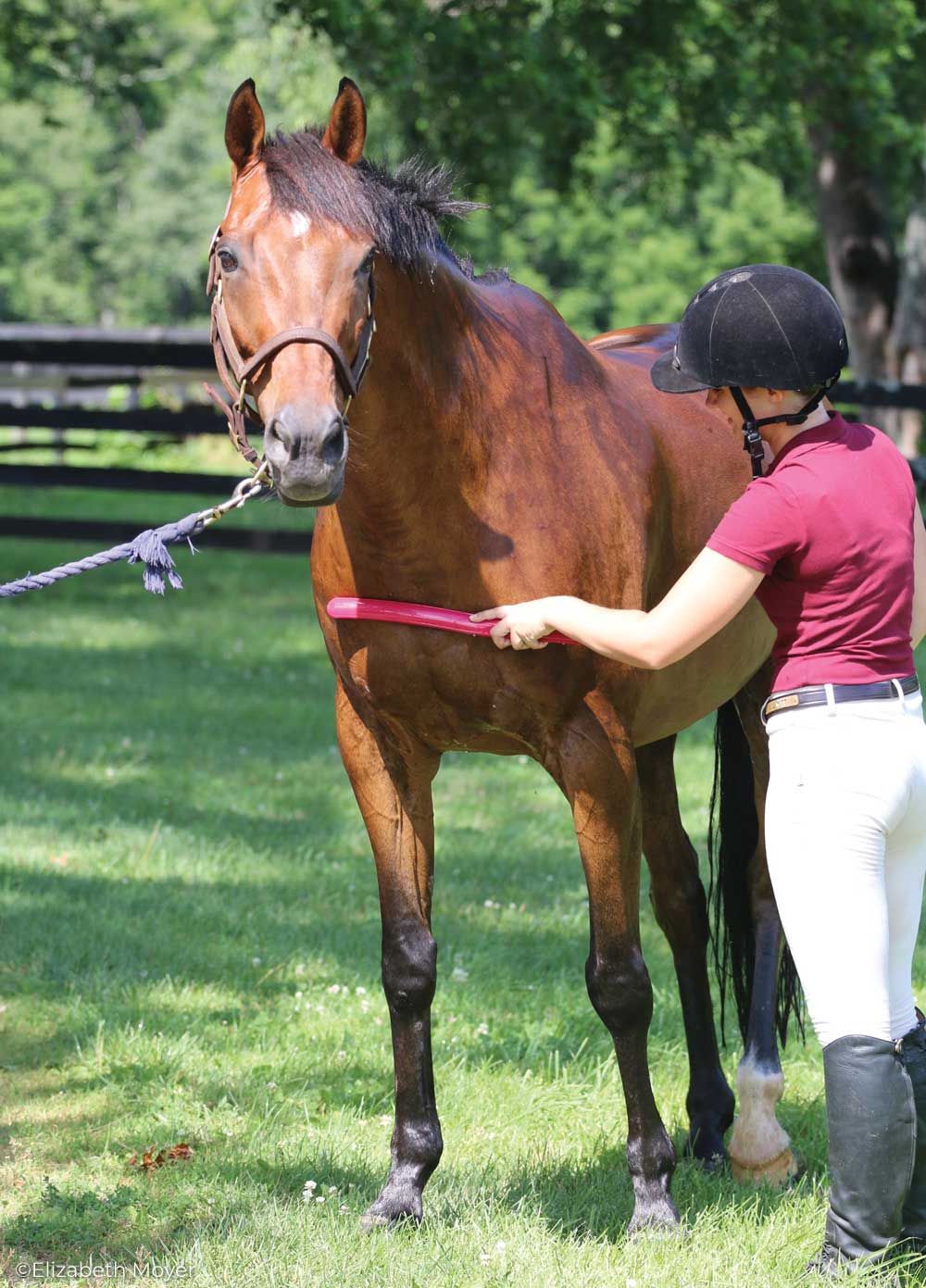 Rider scraping water off a horse after a bath