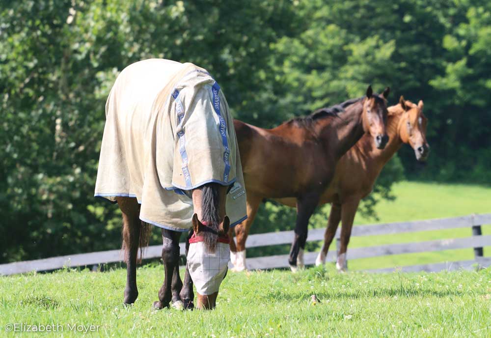 Horse wearing a fly sheet and fly mask