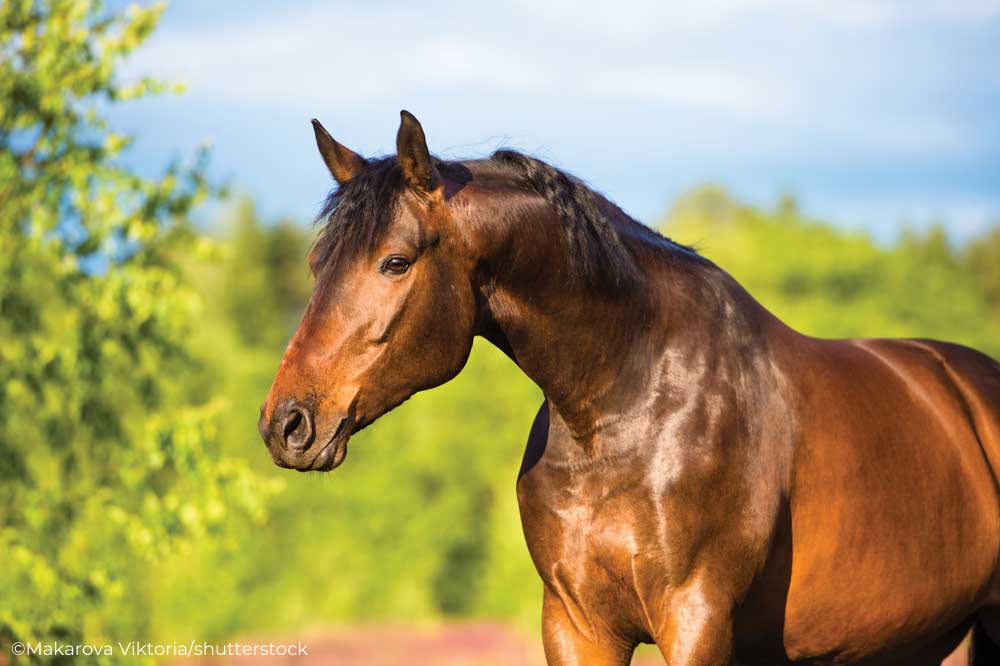 Shiny bay horse in a field