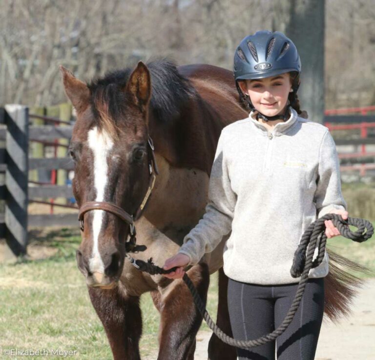 Tips on How To Lead A Horse The Right Way Young Rider