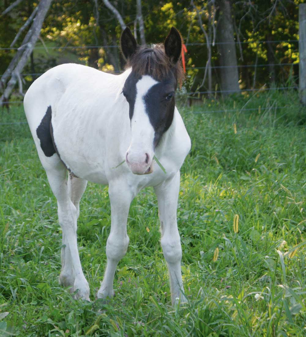 Bandit, a black and white pinto Chincoteague Pony foal
