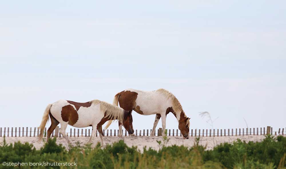 A Chincoteague Pony of His Own
