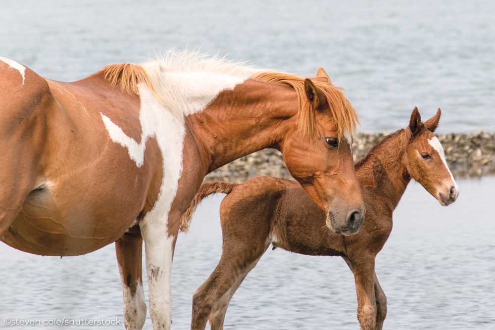 Chincoteague Pony mare and foal