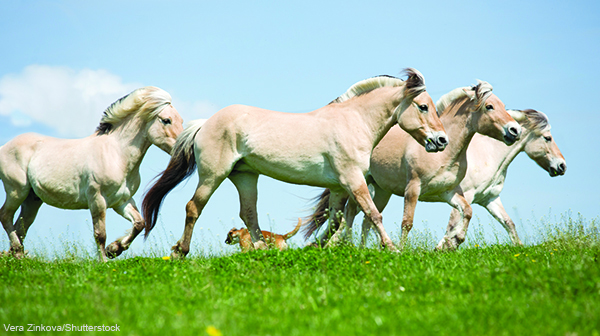 Breed Spotlight: Norwegian Fjord Horse