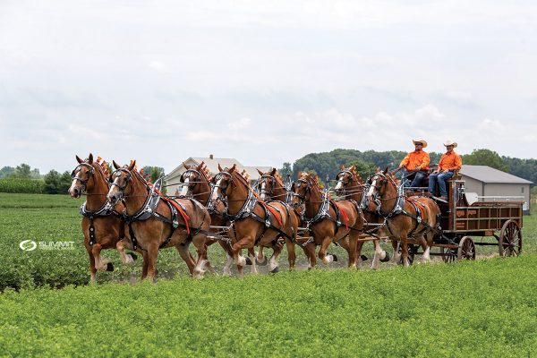 An 8-horse hitch of Belgian draft horses pulling it
