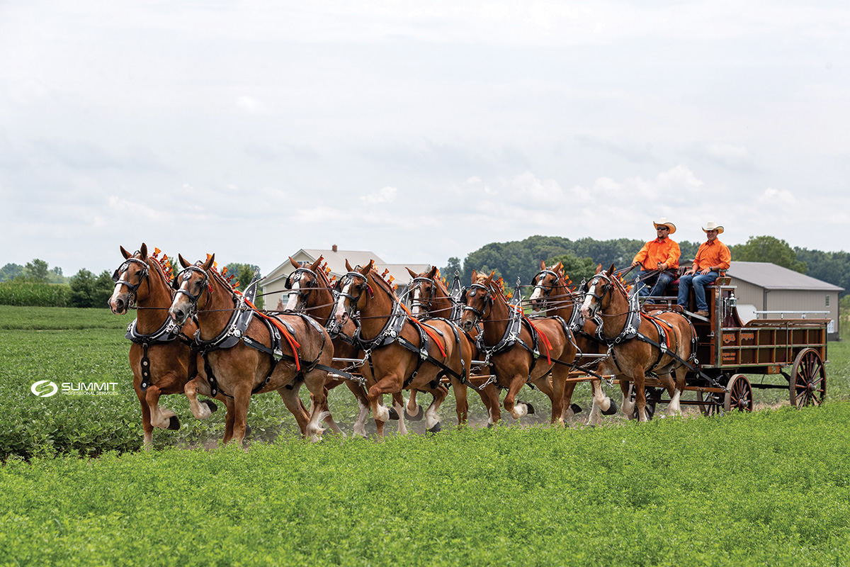 Breed Spotlight The Belgian Horse Young Rider Magazine