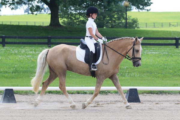 A girl trots her horse in a straight path