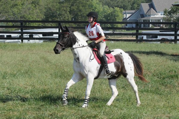 Riding an experienced horse is a key step in how to get started in eventing