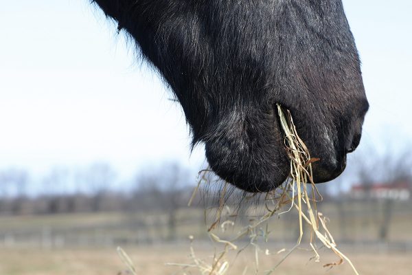 Senior horse eating hay as part of his diet