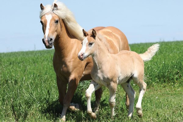 A mare and foal trot in a field