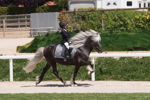 Tölt being performed in the show ring