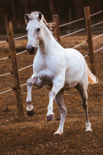 A head-on of a galloping gray horse