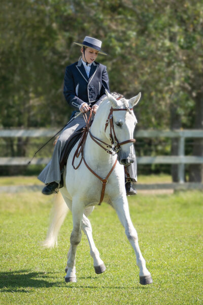 A Lusitano horse (similar to but not an Andalusian) performing a half-pass