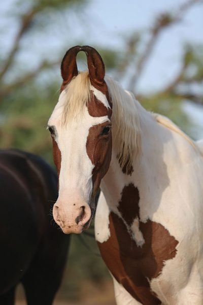 A Marwari horse with its signature curved ears
