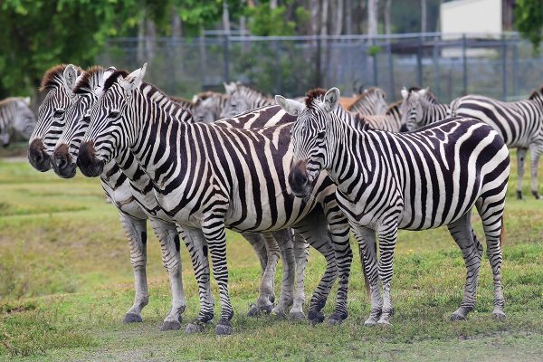 Multiple Plains zebras standing together