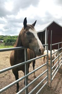 A large horse and mini horse fenced in, showing that not closing a gate is a safety hazard