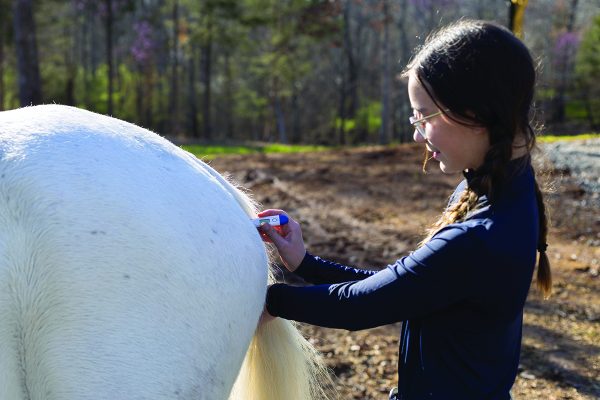 first-aid for horses