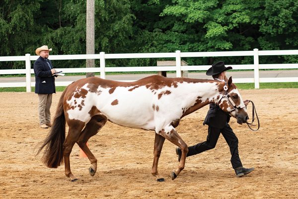 Showmanship with a Paint Horse