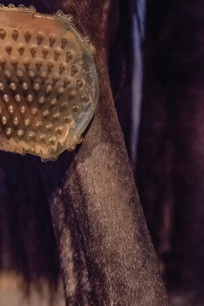 Currying the cannon bones using the softer side of a jelly scrubber, which is a top piece of professional horse grooming advice.