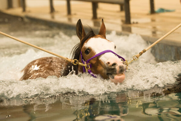 An equine swimming facility