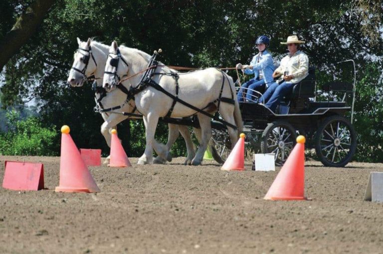 Meet the American Cream Draft Horse Young Rider Magazine