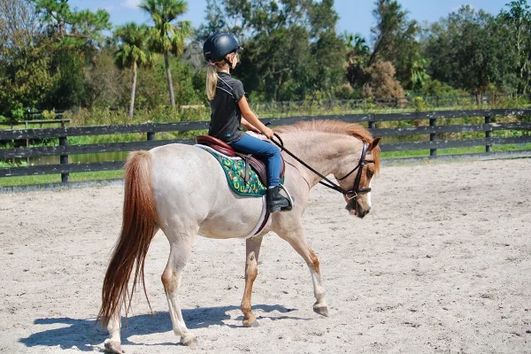 A young rider riding a red roan pony.