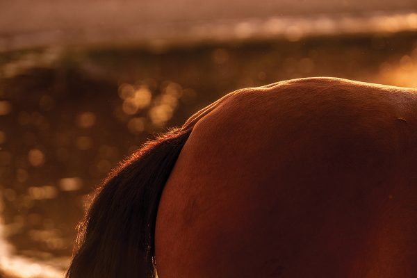 A horse with a crease down the back and bulging fat around the tailhead, indication of being overweight and an easy keeper.