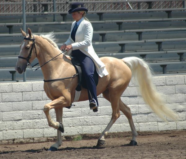 A Tennessee Walking Horse, a gaited horse breed known for its running walk gait as shown here.