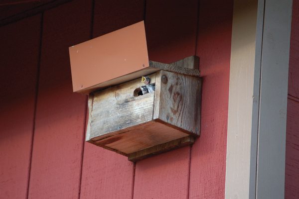 Baby birds in a nest box