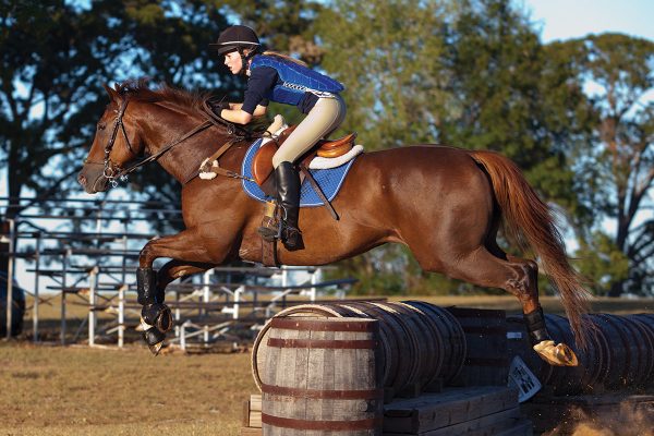 A rider jumps a small chestnut horse