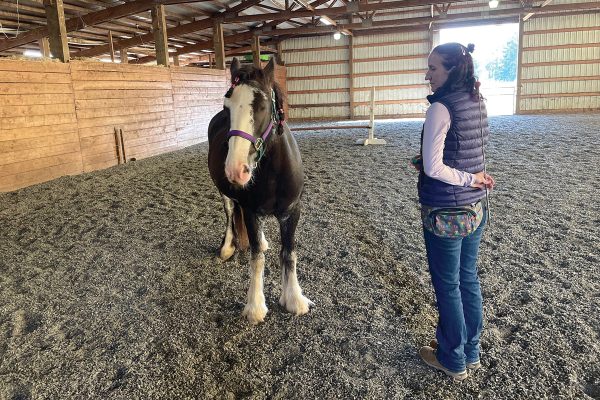 A woman clicker training her horse