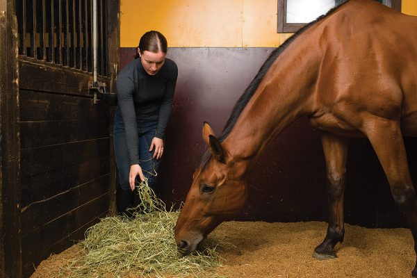 An equestrian feeding hay to her gelding