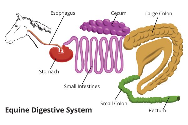 An illustration of the horse's digestive system