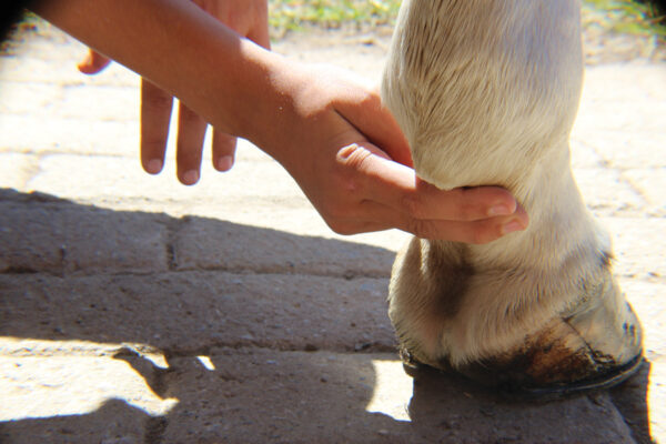 Fingers pressing against a horse's fetlock