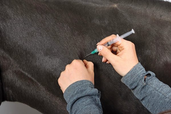 A horse receiving a vaccine, which can be helpful in preventing fever.