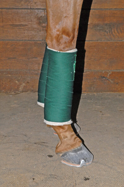 A stable wrap on a horse's leg, made from first-aid kit materials