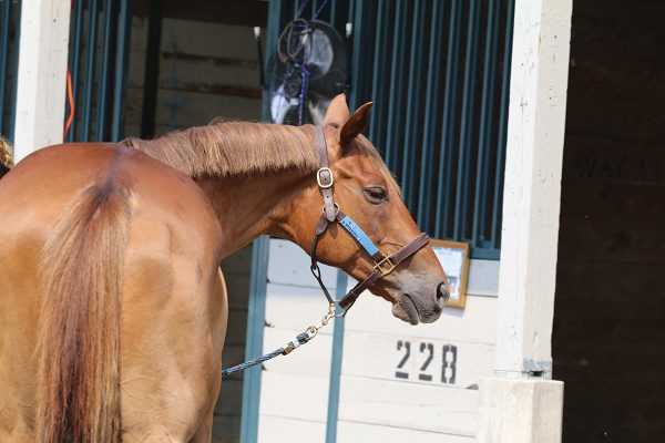 An example of a halter that is too large, with a big gap under the chin strap for a poor fit on the horse