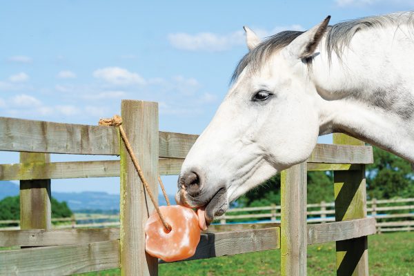 A gray gelding licking a salt block.