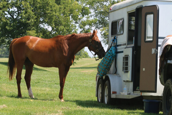 A horse tied to a trailer