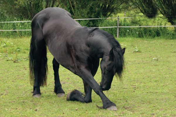 A Friesian taking a bow.