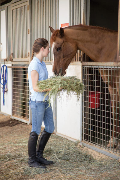 A girl feeds hay to a horse she is leading, which is a great solution for horseless horse lovers