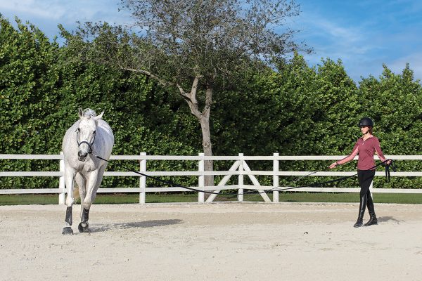 How to Longe a Horse