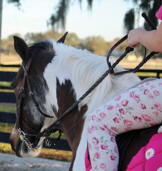 A pinto pony.