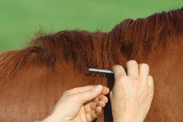 Pulling a horse's mane